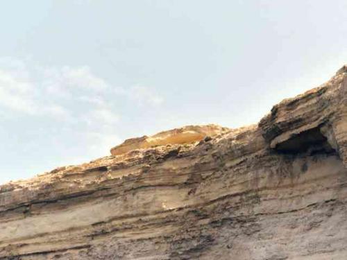 Crocodile